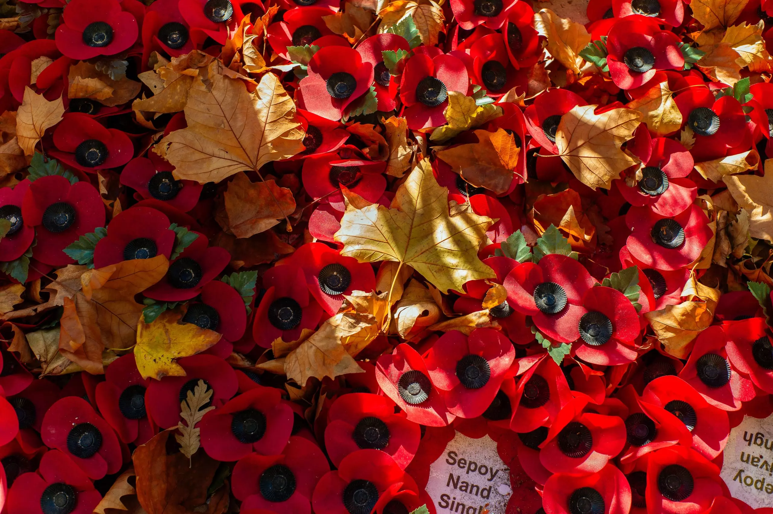 Remembrance Day commemoration
