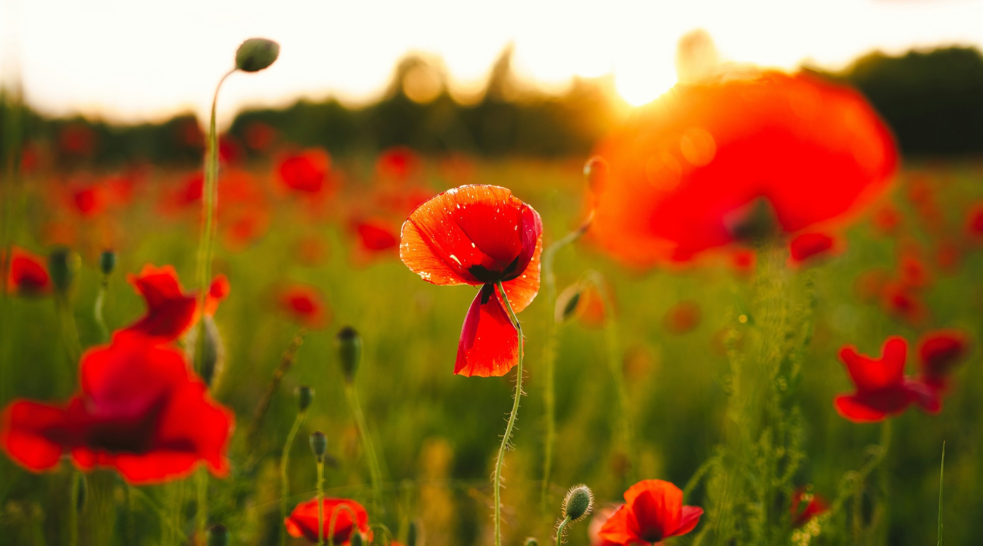 Remembrance Day commemoration